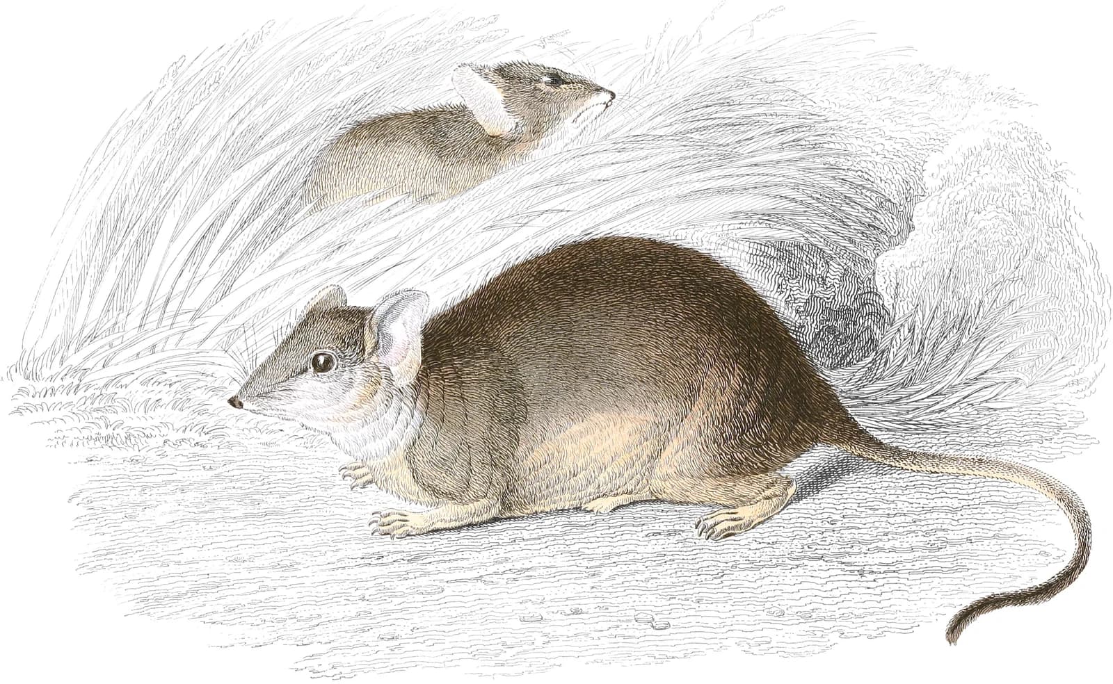 Yellow-Footed Phascogale